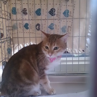 とても甘えたさんで抱っこが大好き