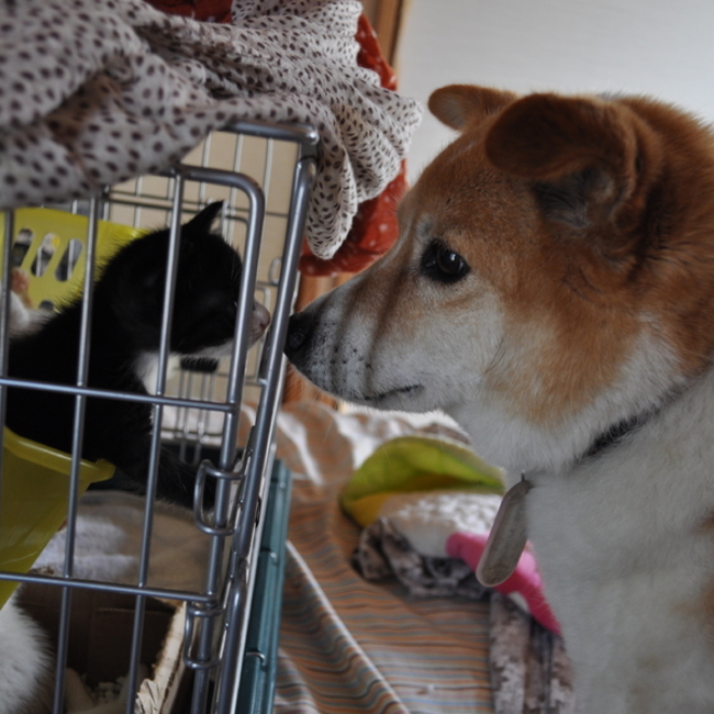 Best friends 仲良しのカバー写真