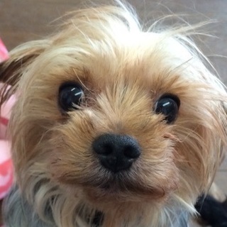 まるでキャラクター、性格は地味　ヨーキー・チーク君