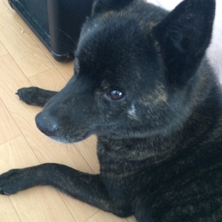 甲斐犬♂里親募集中