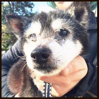 隻眼黒柴おじいちゃん♂里親募集中