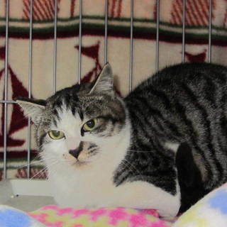 今回の里親様候補の方で決定にしたいと思います