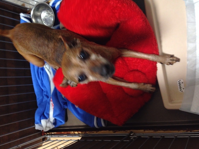 Image Pet Home Jp User File 15 03 01 Jpg