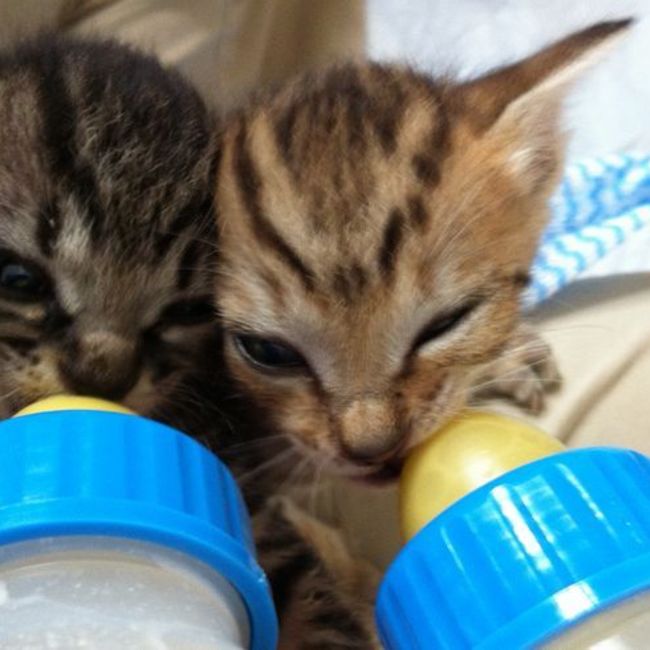 ミュウママ【「うちのコ」になろう】のカバー写真