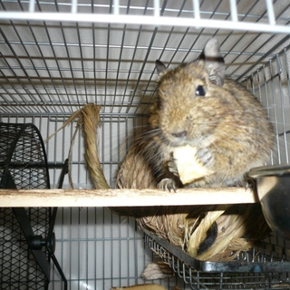 デグー１歳6ヶ月の男の子です。