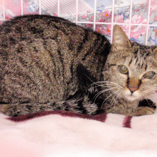 おだやかキジトラの園子(ソノコ)ちゃん☆１才