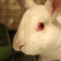 ホワイ兎家里親募集　サーダくん