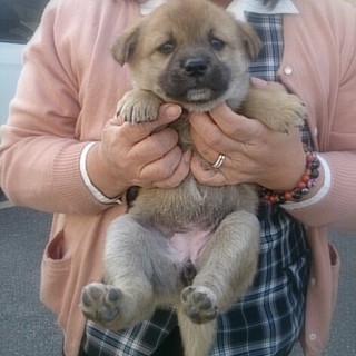 ☆募集一時停止　ころころ可愛い鼻黒子犬　女の子☆