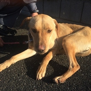 ガリガリだけど元気です！！若い中型女の子です。