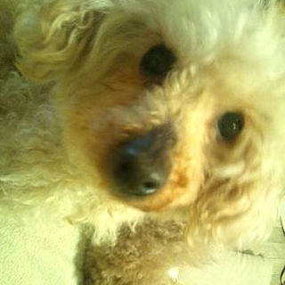 人が大好き！！甘えん坊で元気な女の子です！！