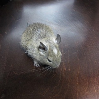 デグー赤ちゃんの里親　決定しました。