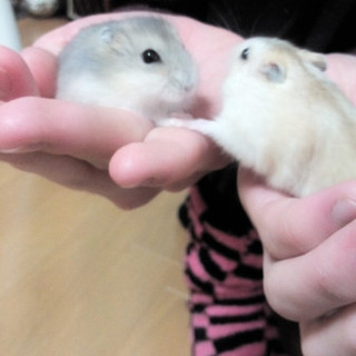 ジャンガリアンハムスター♂の里親募集