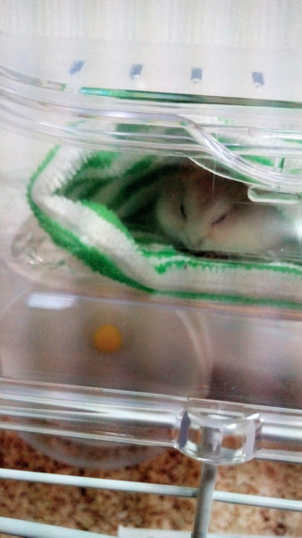 ジャンガリアンハムスター♀里親募集 サムネイル2