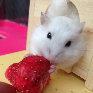 ありがとうございます！里親決定いたしました！