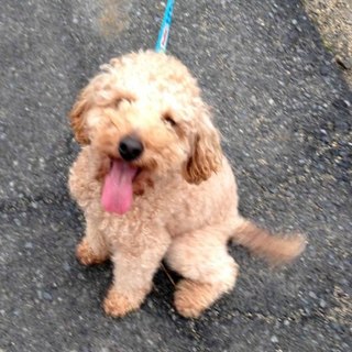 トイプードル　♂