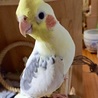 オカメインコ オス②の里親様募集 サムネイル4