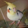 オカメインコ オス②の里親様募集 サムネイル6