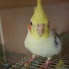 オカメインコ オス②の里親様募集 サムネイル7