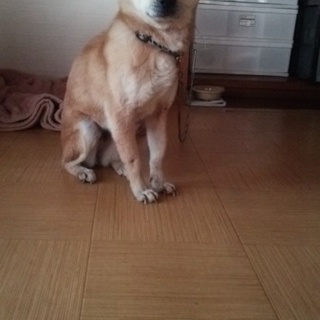 柴犬雑種のメス