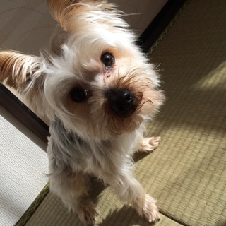 淋しがり屋で甘えん坊です。