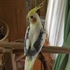 オカメインコ オス②の里親様募集 サムネイル5