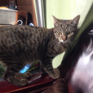 生後6ヶ月子猫里親募集