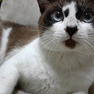 穏やかで優しい子です