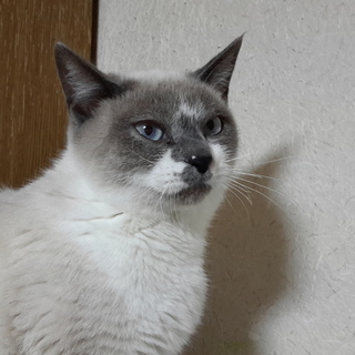 コアラちゃんです