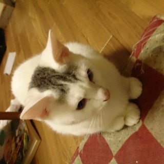 【終了】兄弟の子猫の引き取り募集