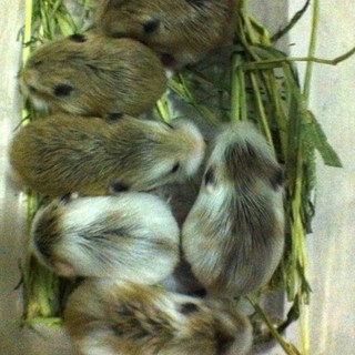 かわいい子供です。