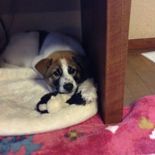 野良犬から家庭犬へ！子犬ノンちゃん