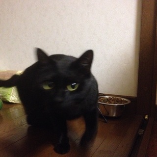 ぬいぐるみ大好き猫