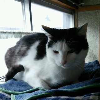 ３歳オス猫・飼い主さん募集中！