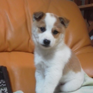 白茶ぶちのおとなしい男の子