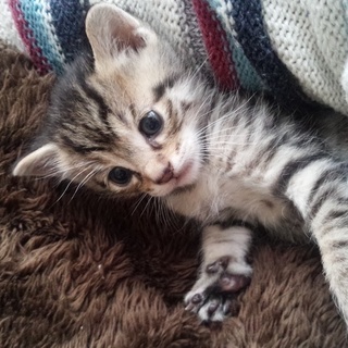 子猫の里親募集