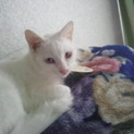 【一時中止します】オッドアイの生後5か月白猫くん!