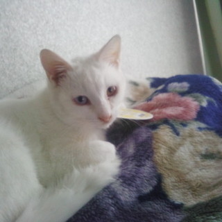 【一時中止します】オッドアイの生後5か月白猫くん!