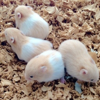 2月14日生まれ✴︎ゴールデンハムスター