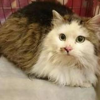 生後約６ｹ月☆不思議ゴージャス猫【チョコ♀】