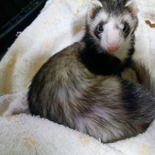 可愛がってあげてほしいです。