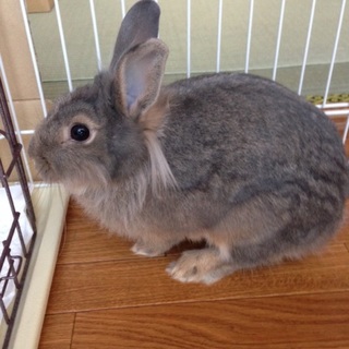 ウサギの女の子