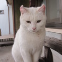 全身純白の美猫、不妊手術済みです。
