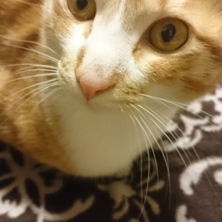 毛並みがいい雑種猫くん。とても人懐っこい子です。