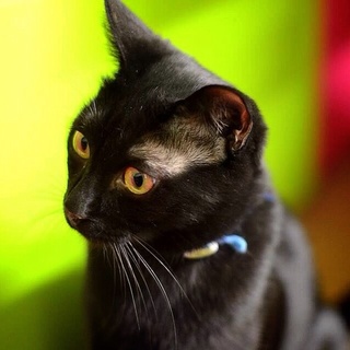 ツヤピカ黒猫男子