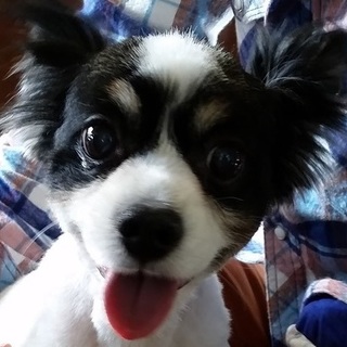 満点あげたい、幸せ振りまくパピヨン　てるてる君