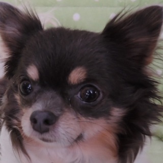 何より人好き！可愛いチワワ性格バッチリ　マチコ先生