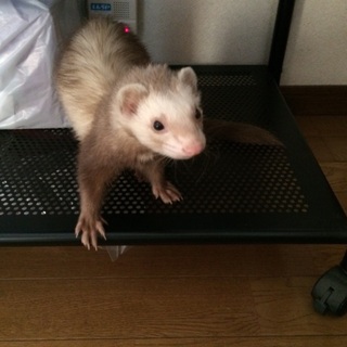 フェレット
