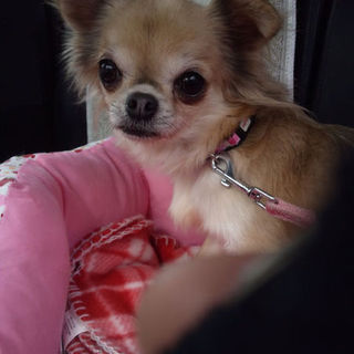 可愛いチワワの女の子