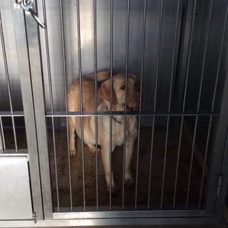 お腹の大きなラブ