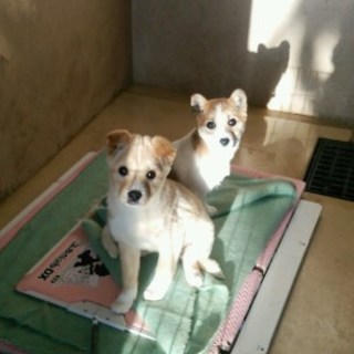３ヵ月の子犬メス２匹